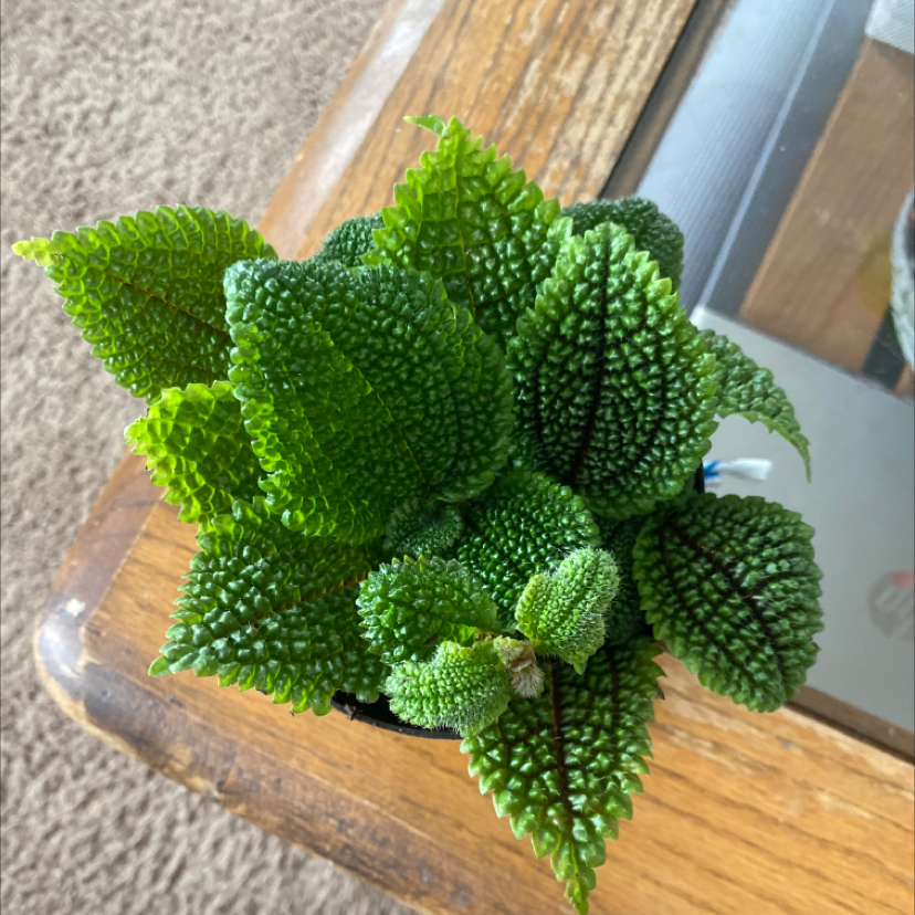 Photo of the plant species Pilea mollis by @krkissinger named Delilah on Greg, the plant care app