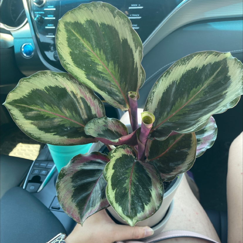 Calathea 'Medallion' plant with variegated leaves held by a person in a car.
