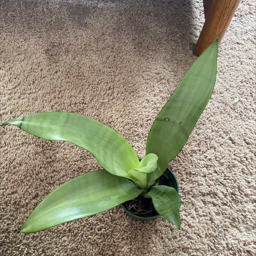 Silver Snake Plant with broad green leaves in a small pot on a carpeted floor.