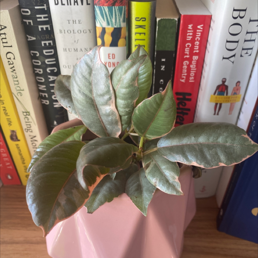 Ficus 'Ruby' plant in a pink pot with books in the background. Some leaf browning visible.