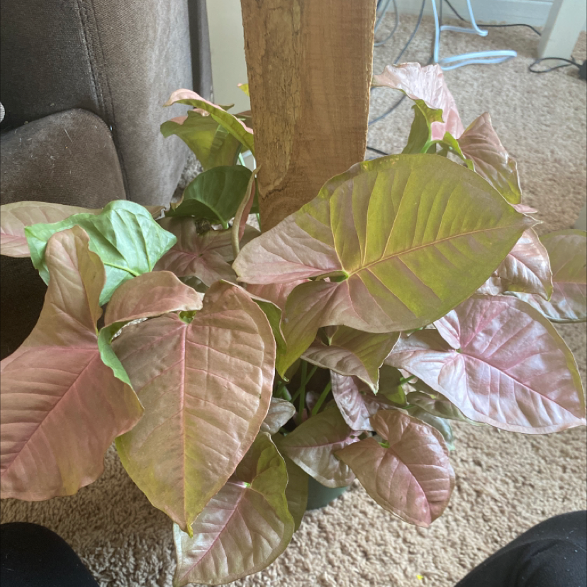 Photo of the plant species Pink Syngonium by @krkissinger named Rose on Greg, the plant care app