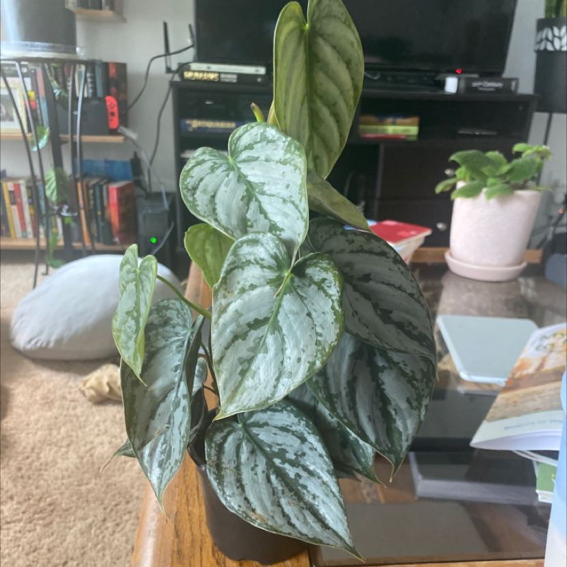Photo of the plant species Silver Leaf Philodendron by @krkissinger named Brandi on Greg, the plant care app