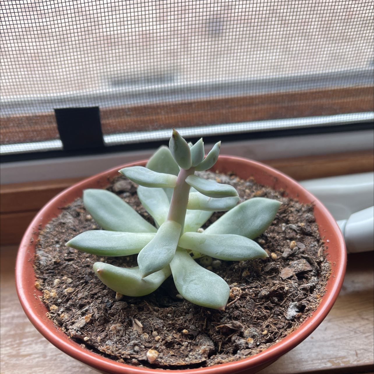 Crassula mesembryanthemoides plant in a small pot on a windowsill, healthy with visible soil.