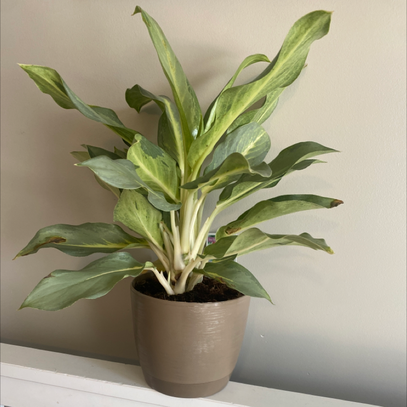 Photo of the plant species Aglaonema 'Ernesto's Favorite' by @Dream named Aggy on Greg, the plant care app