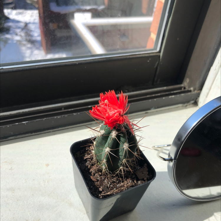 Scarlet Hedgehog Cactus with a red flower in a pot on a windowsill.