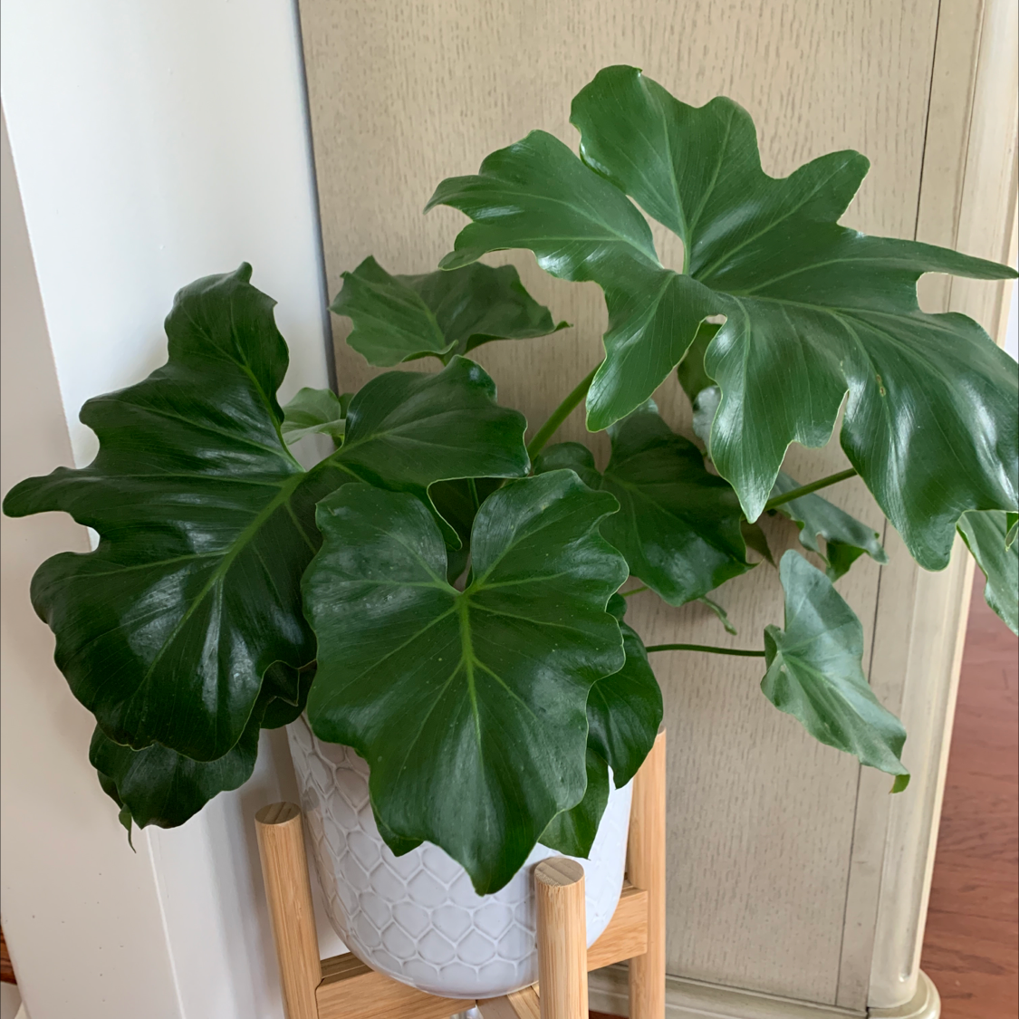 Healthy Monstera adansonii 'Laniata' plant with large, glossy green leaves in a decorative pot.