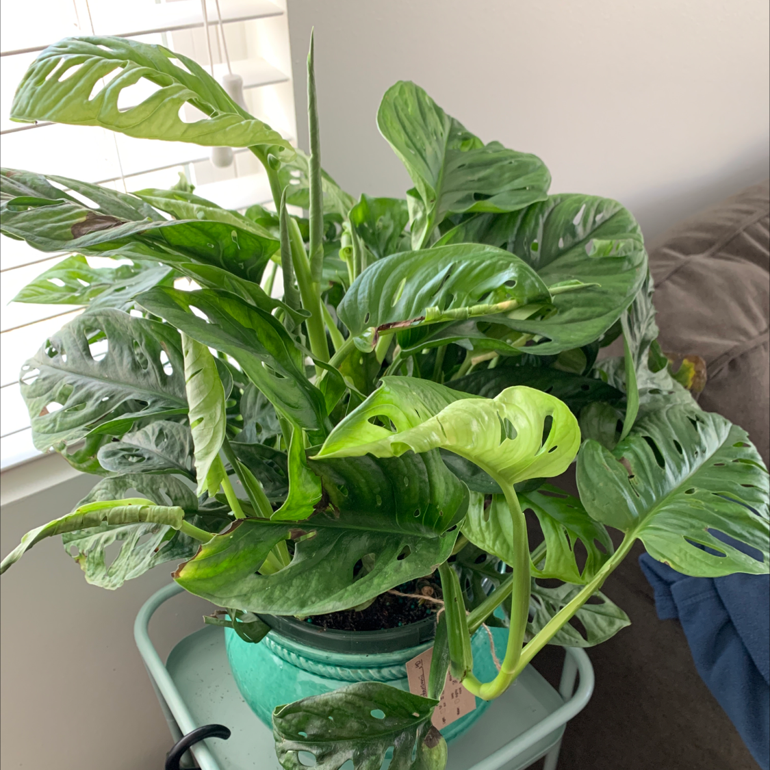 Monstera adansonii 'Laniata' plant with vibrant green leaves and characteristic holes in a pot.