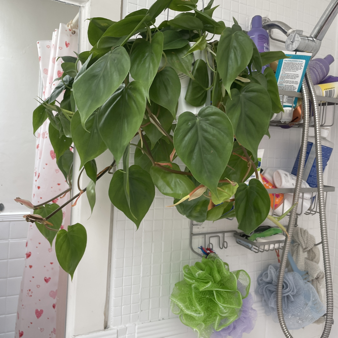 Philodendron cordatum plant with lush green leaves in a well-lit bathroom setting.