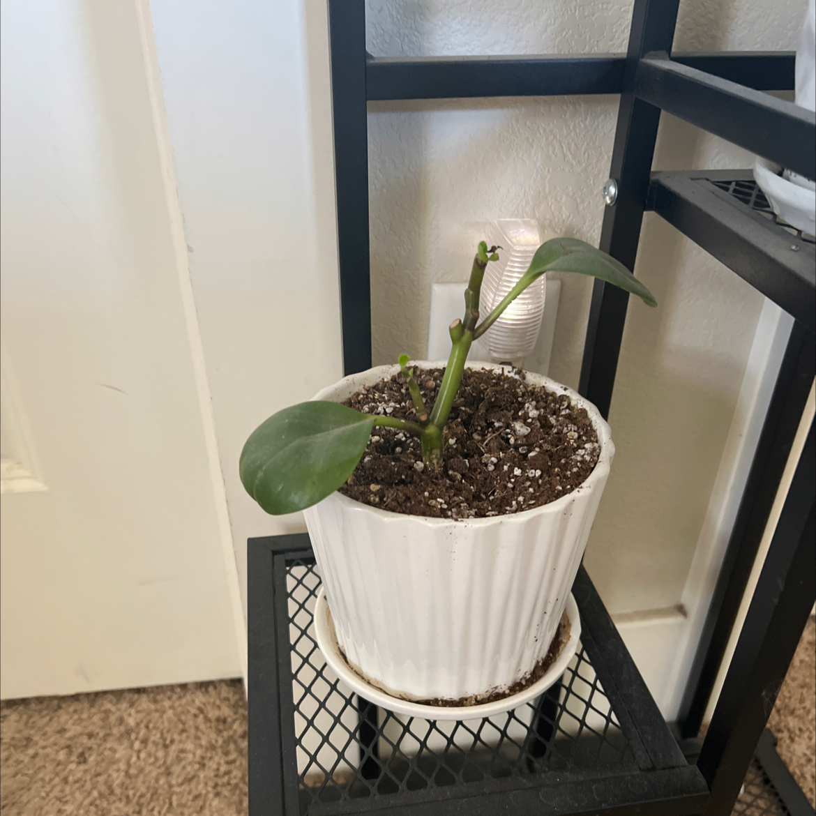 Potted Peperomia Thailand plant with green leaves on a metal stand.