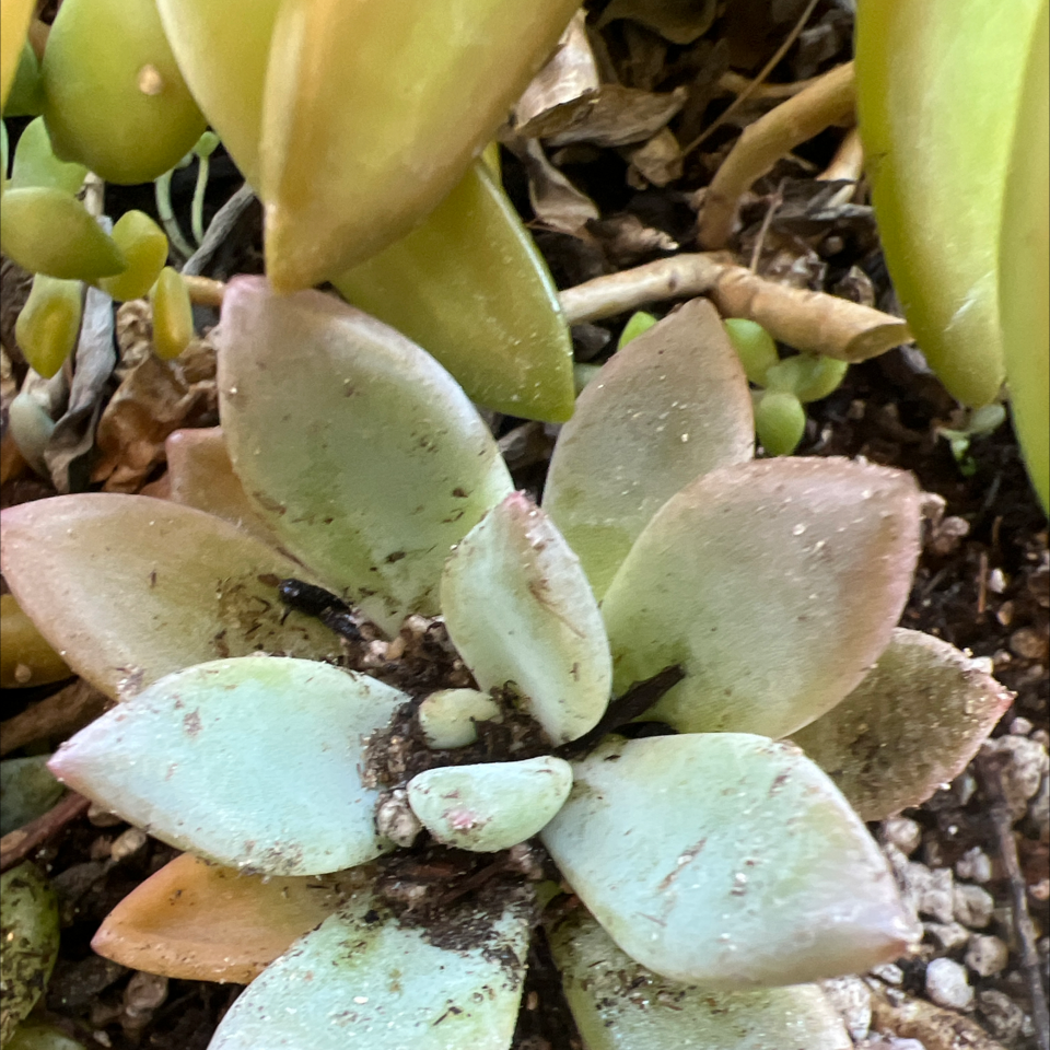 Succulent plant with some yellowing and browning leaves, soil visible.