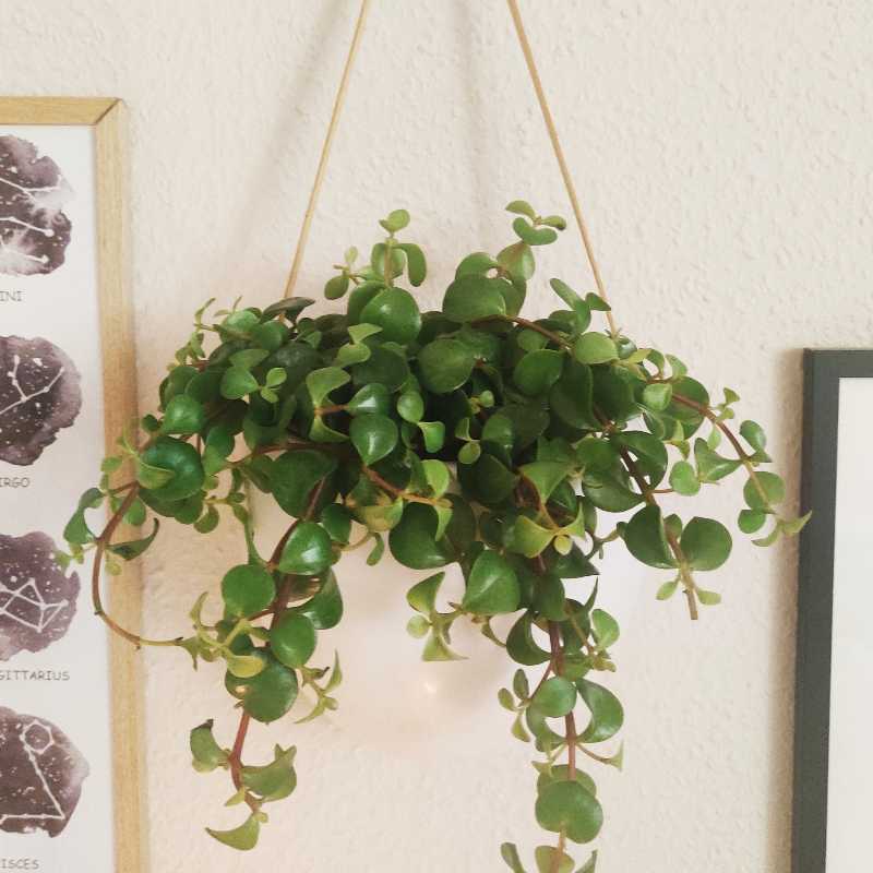 Hanging Peperomia 'Pepperspot' plant with round green leaves, framed artwork in background.
