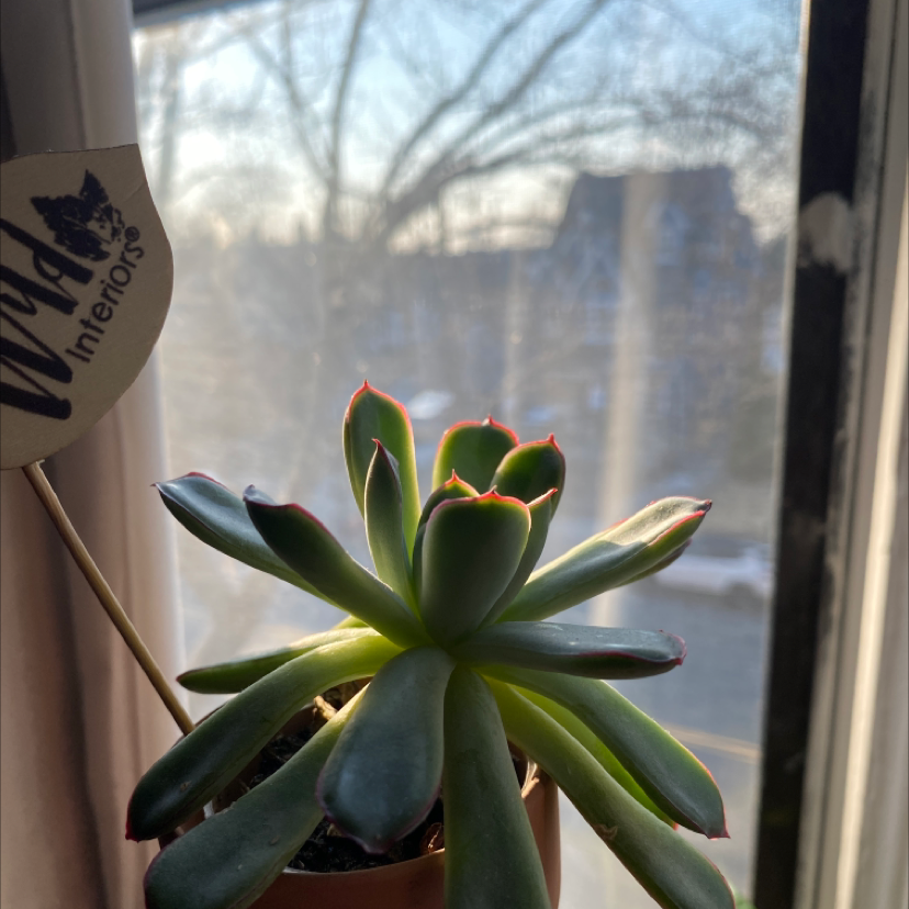 Lipstick Echeveria plant photo by @Bloombig19 named Yang on Greg, the plant care app.