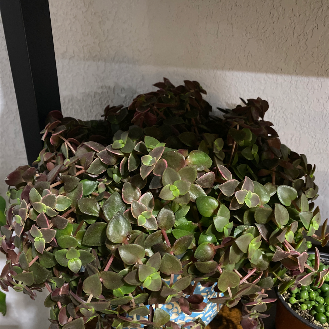 Healthy Crassula pellucida succulent plant with vibrant green and pink variegated leaves, grown in a pot, well-framed image.