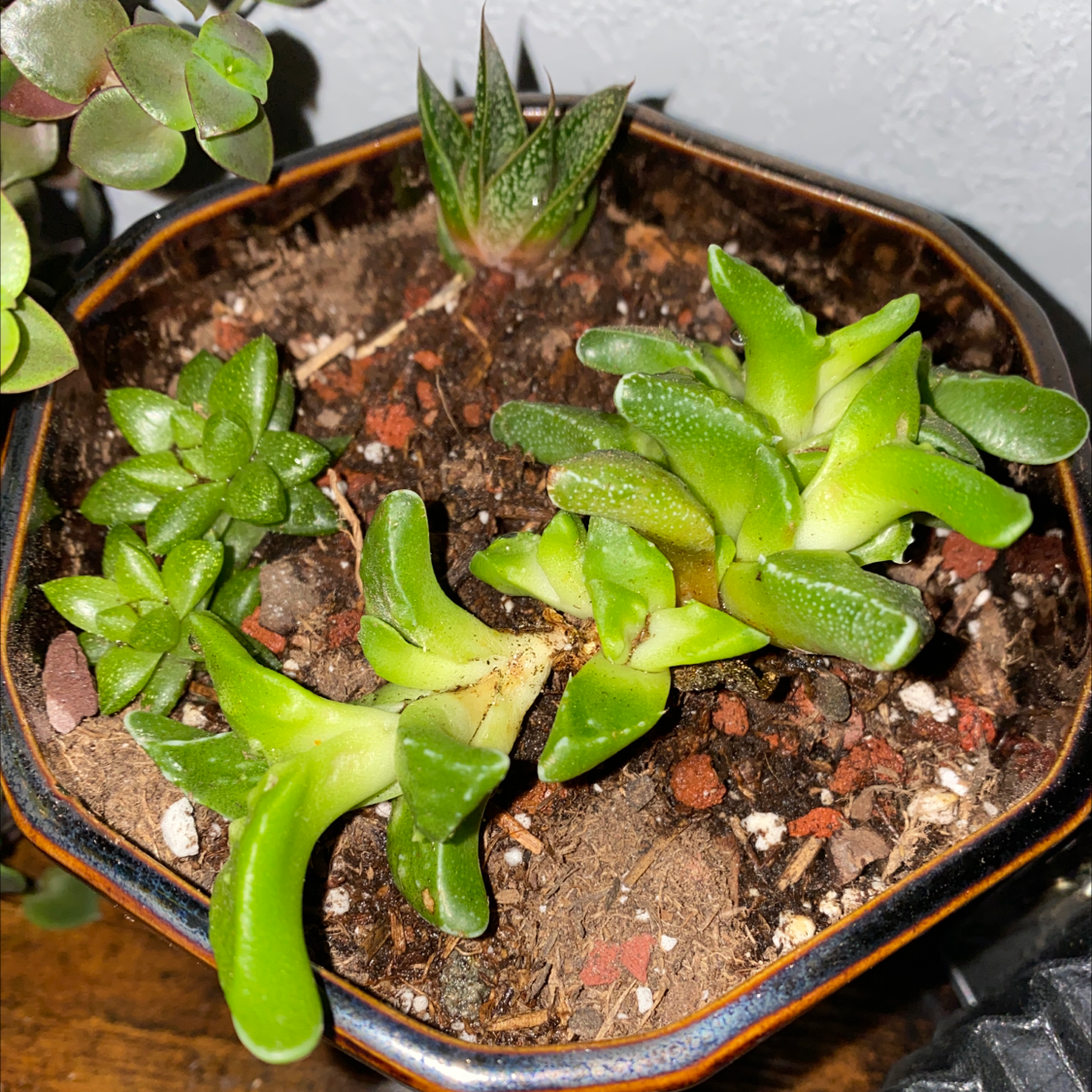 Potted Sand Rose plant with healthy green leaves and visible soil.