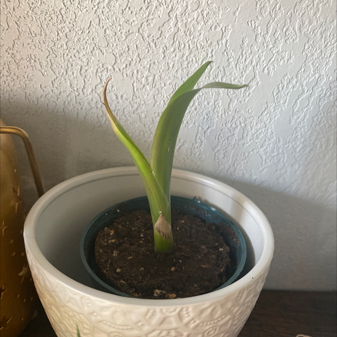 Young Bromeliad plant in a pot with visible soil, well-framed and centered.