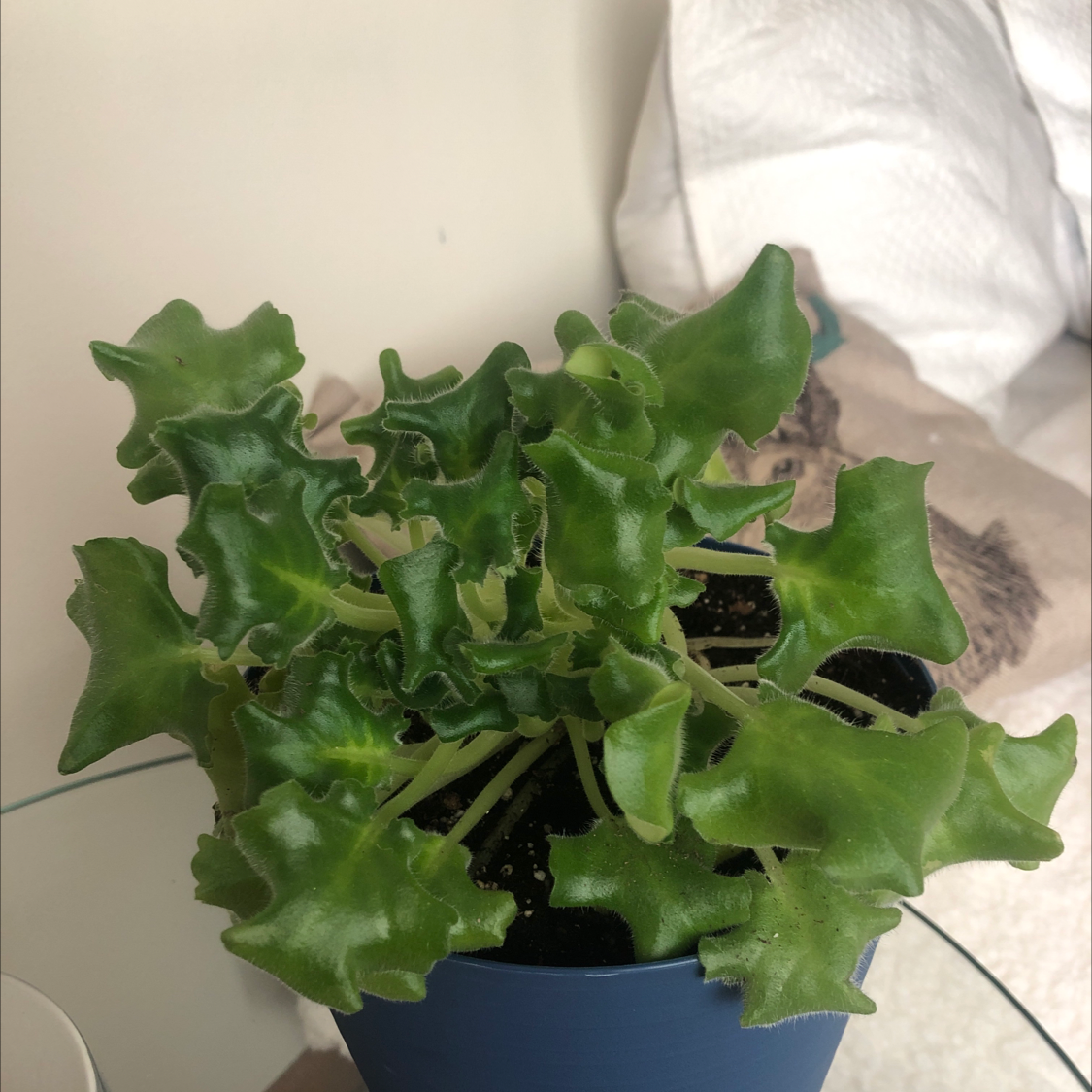 Healthy Common Iceplant in a blue pot with green leaves.