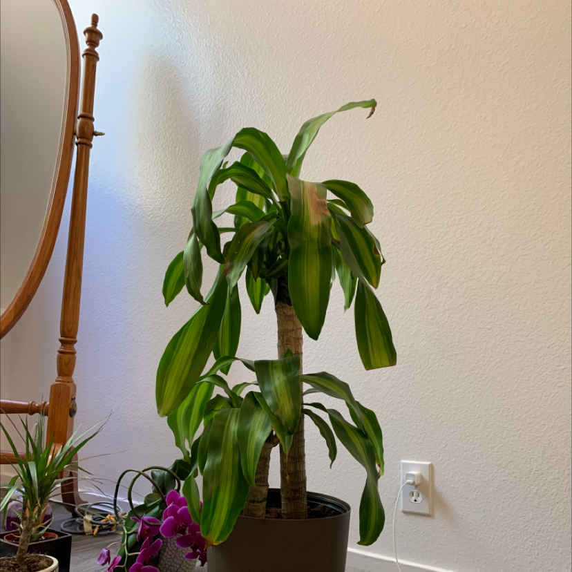 Dracaena Massangeana plant in a pot with some yellowing and browning leaves.