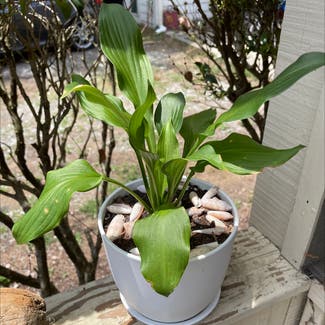 Calla Lily plant in Durham, North Carolina