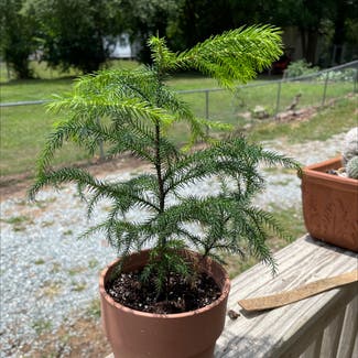 Japanese cedar plant in Durham, North Carolina
