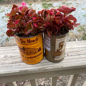 Clubed Begonia plant in Durham, North Carolina