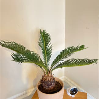 Sago Palm plant in Durham, North Carolina