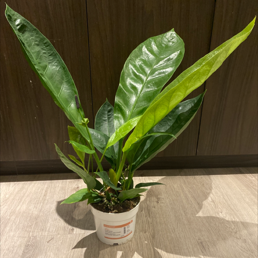 Bird's nest anthurium plant in a white pot with healthy green leaves.