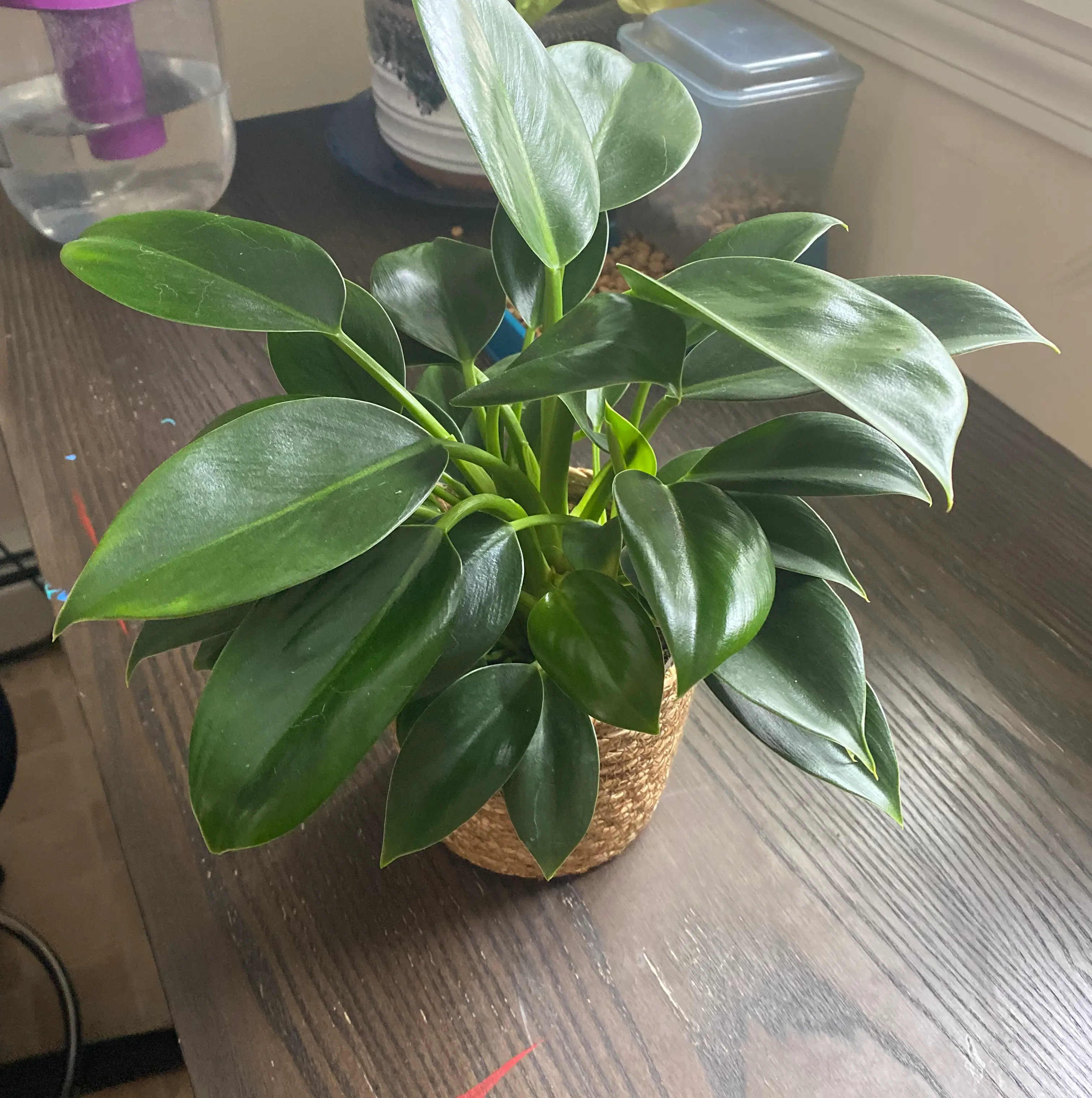 Photo of the plant species Philodendron 'Golden Princess' by @YesSalad named Tom on Greg, the plant care app