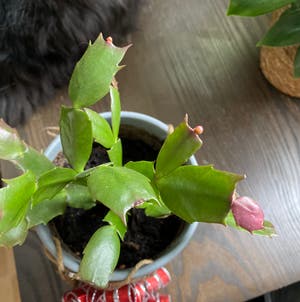 False Christmas Cactus plant photo by Yessalad named Prickly Pete on Greg, the plant care app.