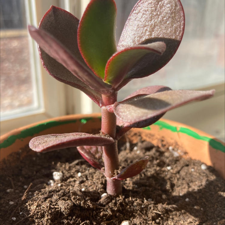 Copper Spoons plant in a pot with visible soil, well-lit and healthy.