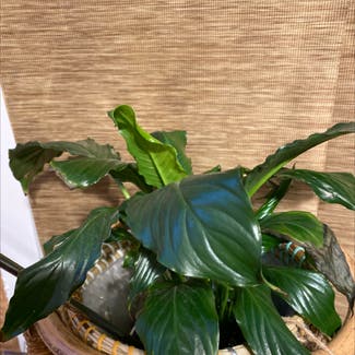 Peace Lily plant in Chicago, Illinois