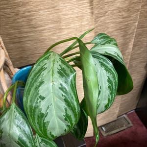 Chinese Evergreen plant photo by @ReallyElkweed named Mama on Greg, the plant care app.
