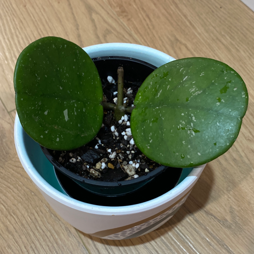 Hoya obovata plant with two large, round leaves in a small pot. Soil is visible.