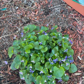 Common Blue Violet plant in Somewhere on Earth