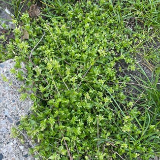 Common Chickweed plant in Somewhere on Earth