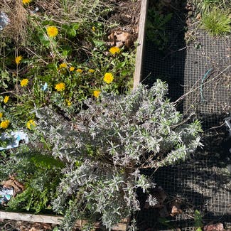 English Lavender plant in Somewhere on Earth