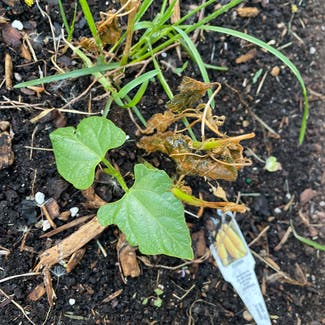 Cucumber plant in Somewhere on Earth