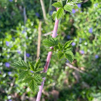 European red raspberry plant in Somewhere on Earth