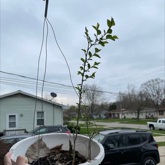Small-leaved elm plant in Somewhere on Earth