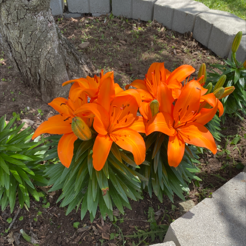 Cluster of vibrant orange lilies in bloom with green foliage, healthy appearance.