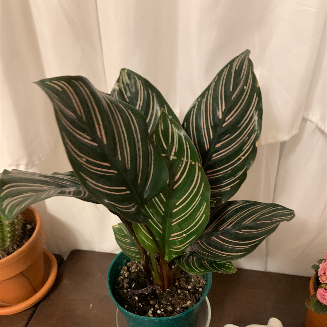 Pinstripe Calathea plant photo by @AspiringCrazyPlantLady named Calathea on Greg, the plant care app.