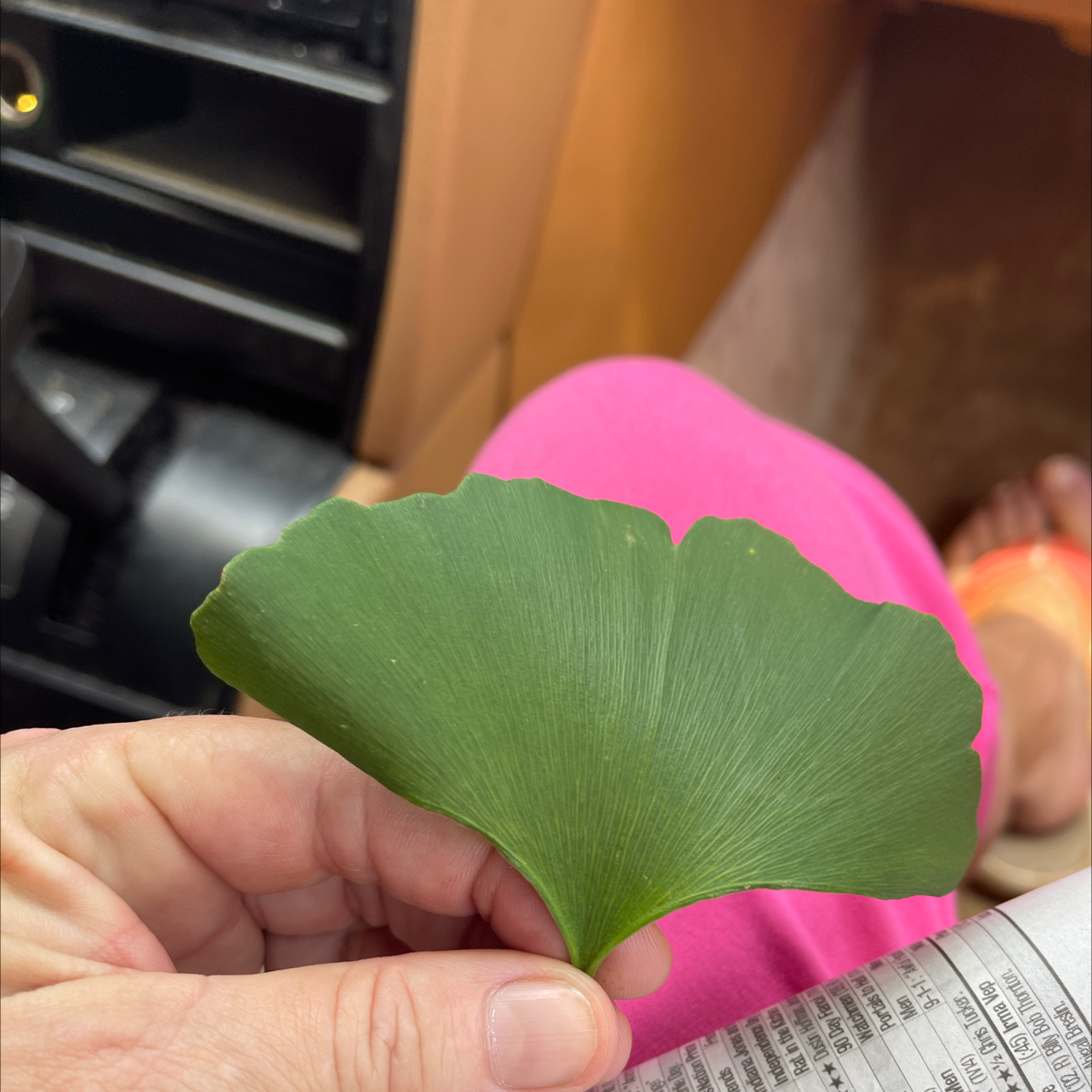 How to Prune Ginkgo Tree