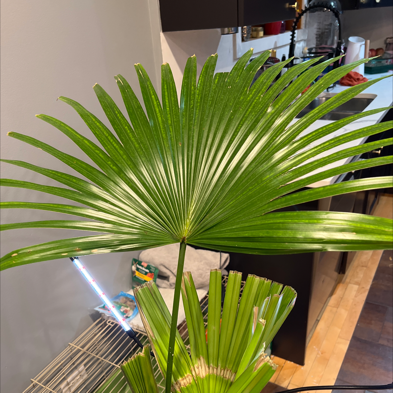 European Fan Palm with vibrant green leaves in a kitchen setting.