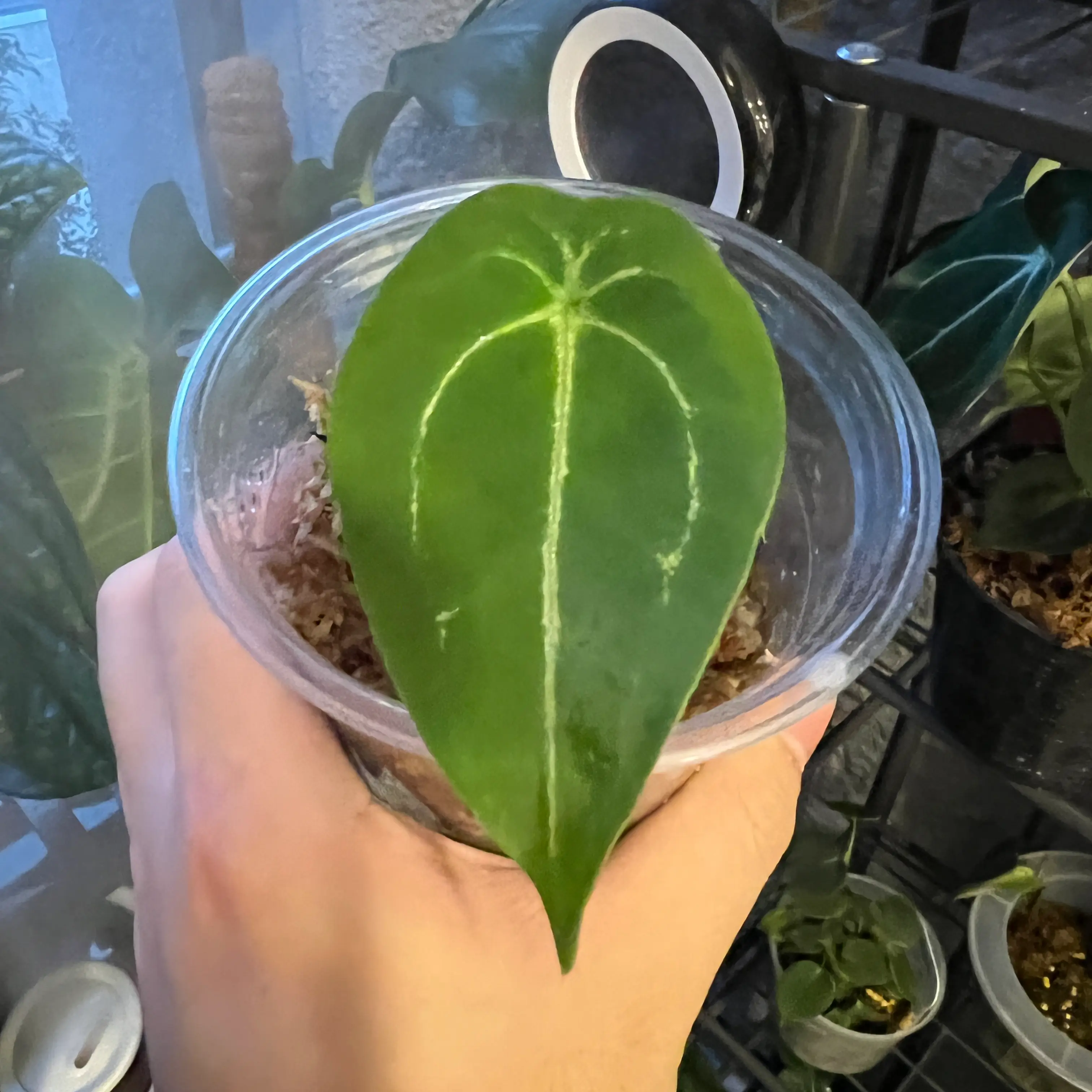Anthurium forgetii plant with a prominent green leaf and white veins in a clear plastic container.