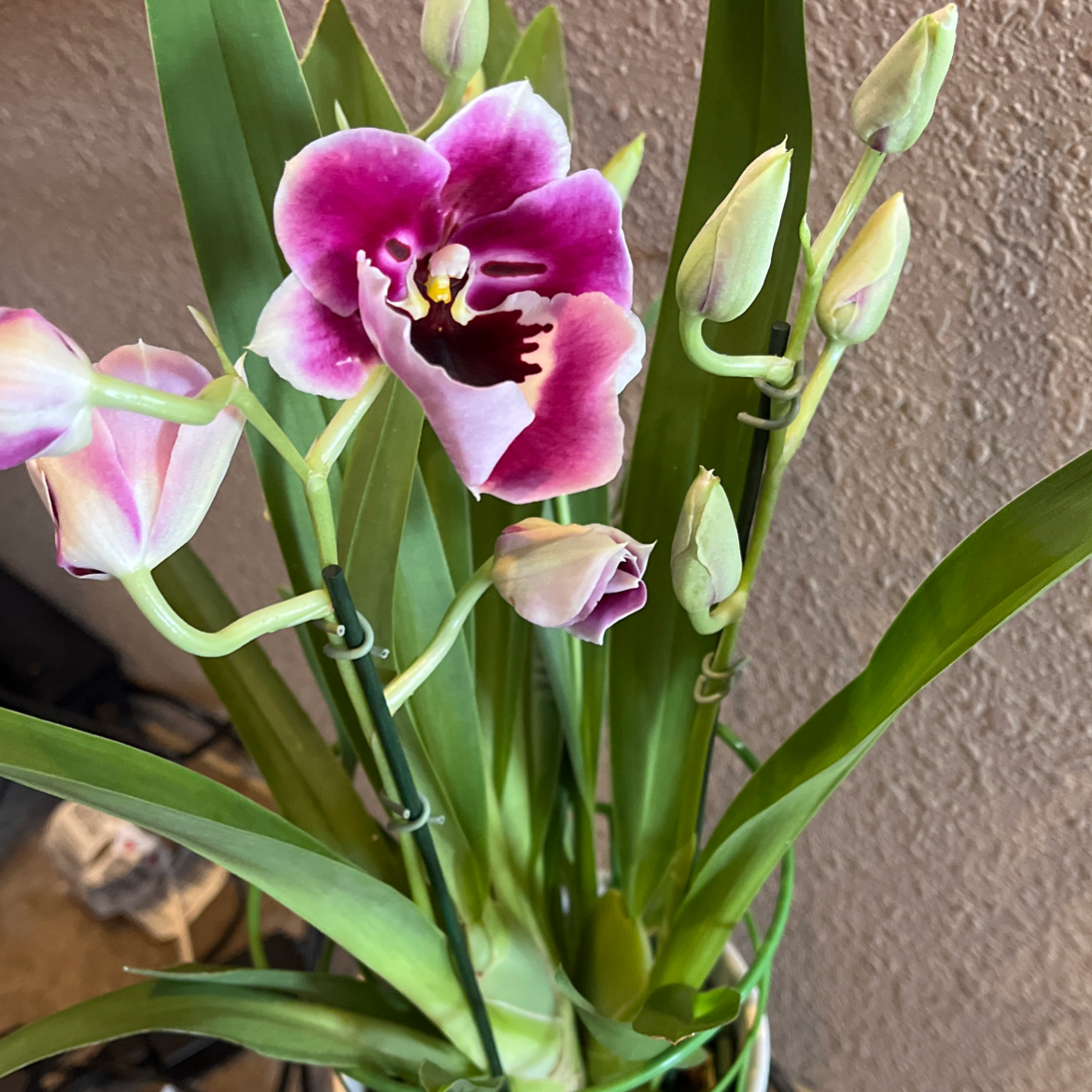 Miltoniopsis phalaenopsis plant with vibrant flowers and buds, healthy green leaves, and visible soil.