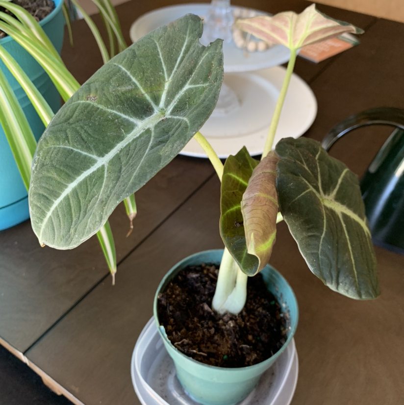 Green Velvet Alocasia plant in a small pot with some browning on one leaf.