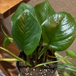 Pothos 'Green Queen' plant