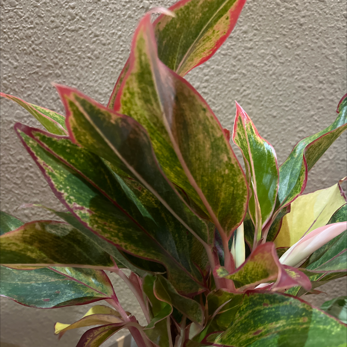 Red Siam Aurora Aglaonema plant with vibrant green and red-edged leaves.
