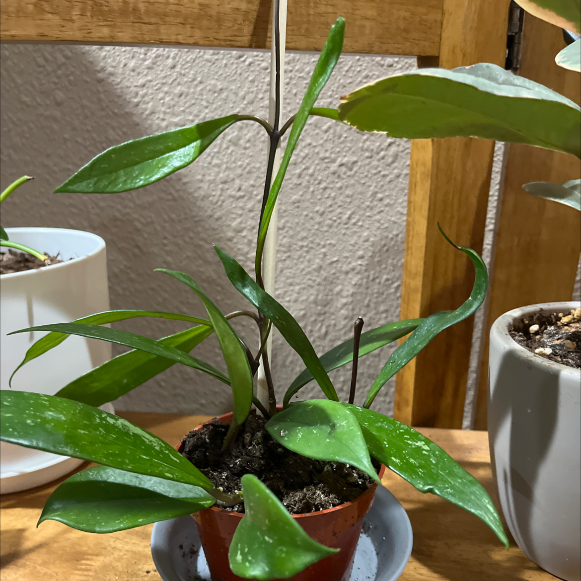 Hoya Pubicalyx plant in a small pot with healthy green leaves and visible soil.