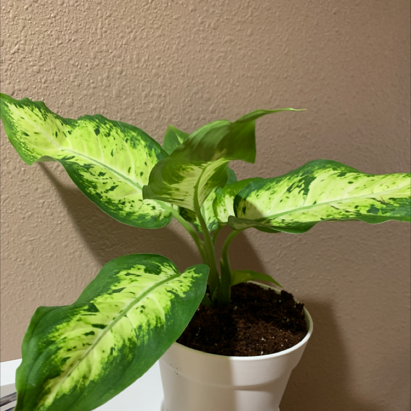 Dieffenbachia 'Compacta' plant in a white pot with variegated green and yellow leaves.