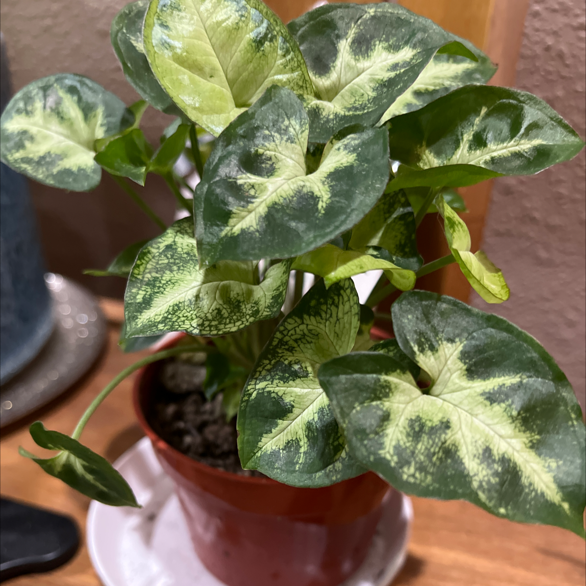 Syngonium 'White Butterfly' plant in a small pot with healthy variegated leaves.